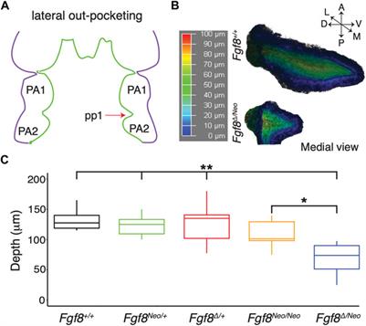 Fgf8 regulates first pharyngeal arch segmentation through pouch-cleft interactions